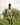 [as on] CITRUS HALF KNIT 2色 女性服 韓国ファッション 韓国人気 大学生 学生ファッション ストリートファッション 贈り物 - コクモト KOCUMOTO