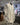 [THE NORTH FACE] SUPER PACK II MINI _ IVORY(NM2DQ04L) 25L 新商品 [期間限定 - 靴ポケットプレゼント] - コクモト KOCUMOTO